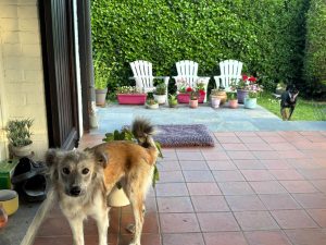 IMG-20260530-WA0009