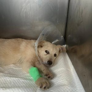 parvo 2